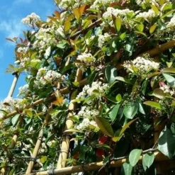 Glansmispel Als Leiboom (Photinia Fraseri 'Red Robin') -Exporteren Tuin Zorgzaam Winkel photinialeiboom01