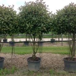 Meerstammige Glansmispel (Photinia Fraseri 'Red Robin') -Exporteren Tuin Zorgzaam Winkel photiniaredrobinmeerstammig01