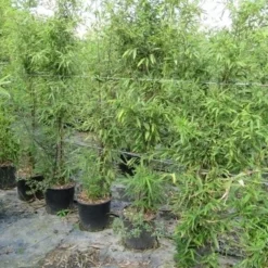 Bamboe (Phyllostachys Aureosulcata 'Spectabilis') -Exporteren Tuin Zorgzaam Winkel phyllostachys 1