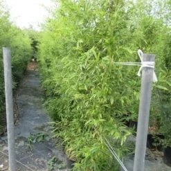 Bamboe (Phyllostachys Aureosulcata 'Spectabilis') -Exporteren Tuin Zorgzaam Winkel phyllostachys 2 1