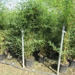 Bamboe (Phyllostachys Aureosulcata 'Spectabilis') -Exporteren Tuin Zorgzaam Winkel phyllostachys 3 1