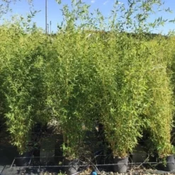 Bamboe (Phyllostachys Aureosulcata 'Spectabilis') -Exporteren Tuin Zorgzaam Winkel phyllostachys aureosulcata spectabilis 100125