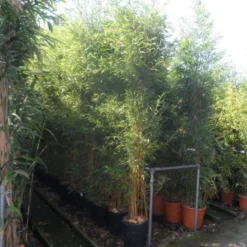 Bamboe (Phyllostachys Aureosulcata 'Spectabilis') -Exporteren Tuin Zorgzaam Winkel phyllostachys aureosulcata spectabilis 200 250 c25