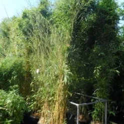 Bamboe (Phyllostachys Aureosulcata 'Spectabilis') -Exporteren Tuin Zorgzaam Winkel phyllostachys aureosulcata spectabilis 300 400 c50 70