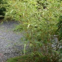 Bamboe (Phyllostachys Vivax 'Aureocaulis') -Exporteren Tuin Zorgzaam Winkel phyllostachys vivax aureocaulis