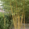 Bamboe (Phyllostachys Vivax 'Aureocaulis') -Exporteren Tuin Zorgzaam Winkel phyllostachys vivax aureocaulis 1