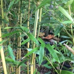 Bamboe (Phyllostachys Aureosulcata 'Spectabilis') -Exporteren Tuin Zorgzaam Winkel phyllostahys spectabilis 3