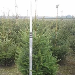 Fijnspar (Picea Abies) -Exporteren Tuin Zorgzaam Winkel picea abies 125 150 5 1