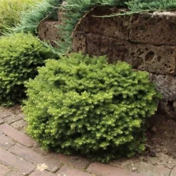 Kussenspar (Picea Abies 'Little Gem') -Exporteren Tuin Zorgzaam Winkel picea abies little gem