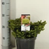 Kussenspar (Picea Abies 'Little Gem') -Exporteren Tuin Zorgzaam Winkel picea abies little gem winter c3 m
