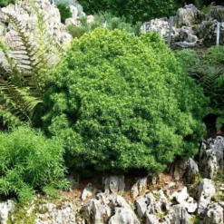 Kogelspar (Picea Glauca 'Alberta Globe') -Exporteren Tuin Zorgzaam Winkel picea glauca alberta globe