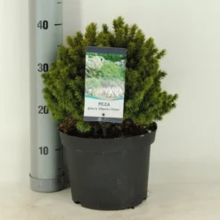 Kogelspar (Picea Glauca 'Alberta Globe') -Exporteren Tuin Zorgzaam Winkel picea glauca alberta globe c5 m