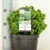 Kogelspar (Picea Glauca 'Alberta Globe') -Exporteren Tuin Zorgzaam Winkel picea glauca alberta globe zomer c3 m