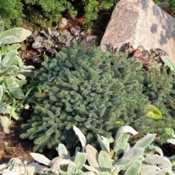 Dwergspar (Picea Glauca 'Echiniformis') -Exporteren Tuin Zorgzaam Winkel picea glauca echiniformis