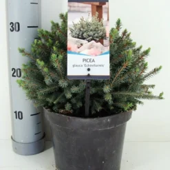 Dwergspar (Picea Glauca 'Echiniformis') -Exporteren Tuin Zorgzaam Winkel picea glauca echiniformis zomer c3 m