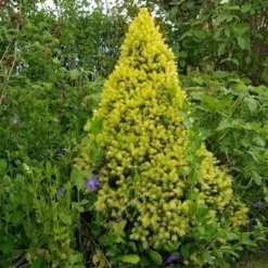 Witte Alberta Spar (Picea Glauca 'J.W. Daisy's White') -Exporteren Tuin Zorgzaam Winkel picea glauca j.w. daisy s white 1