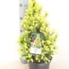 Witte Alberta Spar (Picea Glauca 'J.W. Daisy's White') -Exporteren Tuin Zorgzaam Winkel picea glauca j.w. daisy s white zomer c3 m
