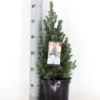 Blauwe Alberta Spar (Picea Glauca Sander's Blue) -Exporteren Tuin Zorgzaam Winkel picea glauca sander s blue 40 50 c3 m