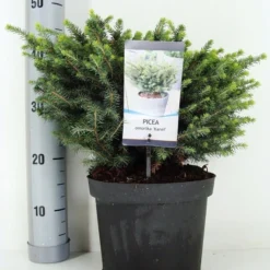 Servische Spar (Picea Omorika 'Karel') -Exporteren Tuin Zorgzaam Winkel picea omorika karel zomer c5 m