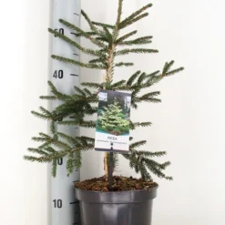 Kaukasische Spar (Picea Orientalis 'Aureospicata') -Exporteren Tuin Zorgzaam Winkel picea orientalis aureospicata winter c3 m 1
