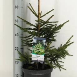 Kaukasische Spar (Picea Orientalis 'Aureospicata') -Exporteren Tuin Zorgzaam Winkel picea orientalis aureospicata winter c5 m