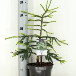 Kaukasische Spar (Picea Orientalis 'Aureospicata') -Exporteren Tuin Zorgzaam Winkel picea orientalis aureospicata zomer c3 m 1