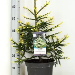 Kaukasische Spar (Picea Orientalis 'Aureospicata') -Exporteren Tuin Zorgzaam Winkel picea orientalis aureospicata zomer c5 m 1