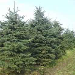 Blauwspar (Picea Pungens 'Glauca') -Exporteren Tuin Zorgzaam Winkel picea p glauca 300 350