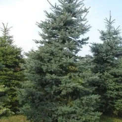 Blauwspar (Picea Pungens 'Glauca') -Exporteren Tuin Zorgzaam Winkel picea p glauca 300 350 1