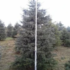 Blauwspar (Picea Pungens 'Glauca') -Exporteren Tuin Zorgzaam Winkel picea p glauca 350
