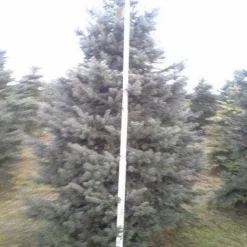 Blauwspar (Picea Pungens 'Glauca') -Exporteren Tuin Zorgzaam Winkel picea p glauca 350 1