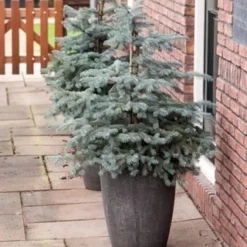Noorse Blauwspar (Picea Pungens 'Erich Frahm') -Exporteren Tuin Zorgzaam Winkel picea pungens erich frahm