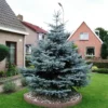 Blauwspar (Picea Pungens 'Glauca') -Exporteren Tuin Zorgzaam Winkel picea pungens glauca