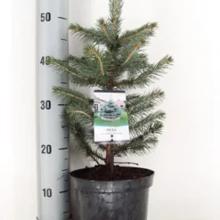 Blauwspar (Picea Pungens 'Glauca') -Exporteren Tuin Zorgzaam Winkel picea pungens glauca c3 m