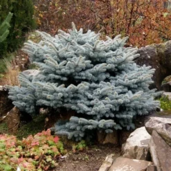 Colorado Spar (Picea Pungens 'Glauca Globosa') -Exporteren Tuin Zorgzaam Winkel picea pungens glauca globosa