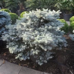 Colorado Spar (Picea Pungens 'Glauca Globosa') -Exporteren Tuin Zorgzaam Winkel picea pungens glauca globosa 100 125 150 c110