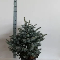 Colorado Spar (Picea Pungens 'Glauca Globosa') -Exporteren Tuin Zorgzaam Winkel picea pungens glauca globosa 60 80 cm c30 b
