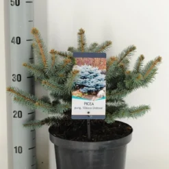 Colorado Spar (Picea Pungens 'Glauca Globosa') -Exporteren Tuin Zorgzaam Winkel picea pungens glauca globosa c5 m
