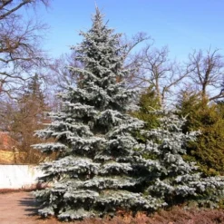 Spar (Picea Pungens 'Hoopsii') -Exporteren Tuin Zorgzaam Winkel picea pungens hoopsii