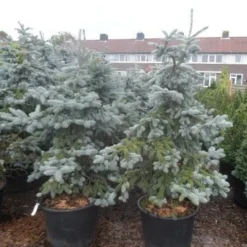 Spar (Picea Pungens 'Hoopsii') -Exporteren Tuin Zorgzaam Winkel picea pungens hoopsii 125 150 175 200 aanlegkwaliteit