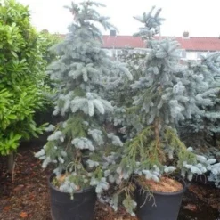 Spar (Picea Pungens 'Hoopsii') -Exporteren Tuin Zorgzaam Winkel picea pungens hoopsii 125 150 175 200 aanlegkwaliteit 1