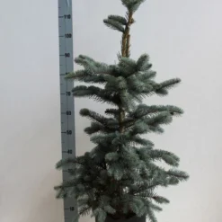 Spar (Picea Pungens 'Hoopsii') -Exporteren Tuin Zorgzaam Winkel picea pungens hoopsii 60 80 cm co. 7.5l kopie kopie