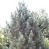Alpenden (Pinus Cembra 'Glauca') -Exporteren Tuin Zorgzaam Winkel picglauc 6