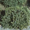 Dwergspar (Picea Glauca 'Echiniformis') -Exporteren Tuin Zorgzaam Winkel pigechin 1