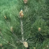 Den (Pinus Leucodermis) -Exporteren Tuin Zorgzaam Winkel pileucod 8