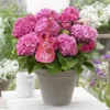 Hortensia Pink Pop (Hydrangea 'Music Collection') -Exporteren Tuin Zorgzaam Winkel pink pop 2