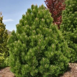 Dwerg Bergden (Pinus Mugo 'Wintergold') -Exporteren Tuin Zorgzaam Winkel pinus heldreichii compact gem 1 1