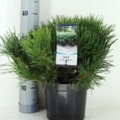 Bergden (Pinus Mugo Mughus) -Exporteren Tuin Zorgzaam Winkel pinus mugo mughus c3 m