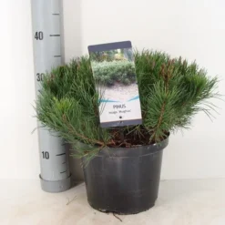 Bergden (Pinus Mugo Mughus) -Exporteren Tuin Zorgzaam Winkel pinus mugo mughus c5 m
