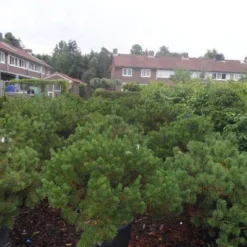 Bergden (Pinus Mugo Mughus) -Exporteren Tuin Zorgzaam Winkel pinus mugo mughus diameter 100 125 150 c130